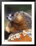 Yellow-Bellied Marmot, Yellowstone National Park, Wyoming, Usa by Rob Tilley Limited Edition Print