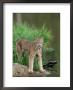Lynx (Lynx Canadensis), In Captivity, Sandstone, Minnesota, United States Of America, North America by James Hager Limited Edition Print