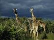 Storm Quickly Approaches A Grazing Herd Of Masai Mara Giraffe by Daniel Dietrich Limited Edition Print
