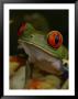 Red-Eyed Tree Frog by Michael Nichols Limited Edition Pricing Art Print
