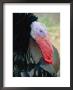 Head Shot Of A Turkey Showing Its Red Wattle by Todd Gipstein Limited Edition Print