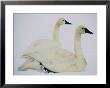 Swans Along The Highway by Joel Sartore Limited Edition Print