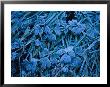 Frost-Covered Plants by Annie Griffiths Belt Limited Edition Print