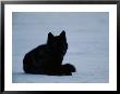 Black Yearling Female Gray Wolf In The Fountain Flats Area Of Yellowstone by Joel Sartore Limited Edition Pricing Art Print