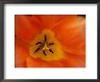 A Close-Up Of The Inside Of A Tulip by Todd Gipstein Limited Edition Print
