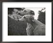 The Heads Of Two Whippets Owned By Whitwell by Thomas Fall Limited Edition Print