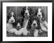 Five Large Spaniel Puppies Crowded In A Basket Owner: Browne by Thomas Fall Limited Edition Print