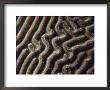 A Close View Of The Surface Of A Brain Coral by Jodi Cobb Limited Edition Print