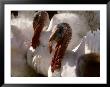 Several Huge White Gobbler Turkeys Look Ugly But Will Taste Good by Stephen St. John Limited Edition Pricing Art Print