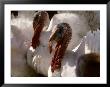 Several Huge White Gobbler Turkeys Look Ugly But Will Taste Good by Stephen St. John Limited Edition Print