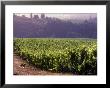 Dog In Knutsen Vineyard, Willamette Valley, Oregon, Usa by Janis Miglavs Limited Edition Pricing Art Print