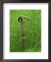 Jack-In-The-Pulpit Flower Amid Green Equisetum Ferns In Springtime, Michigan, Usa by Mark Carlson Limited Edition Print