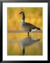 Portrait Of Canada Goose Standing In Water, Queens, New York City, New York, Usa by Arthur Morris Limited Edition Pricing Art Print