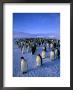 Emperor Penguin (Aptenodytes Forsteri) Colony At Dawson-Lambton Glacier, Weddell Sea, Antarctica by David Tipling Limited Edition Print