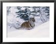 Siberian Tiger In Snow by Michele Burgess Limited Edition Pricing Art Print
