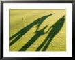 Tall Shadows Loom On The Greens Of A Golf Course by Stacy Gold Limited Edition Print