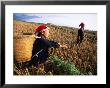 Two Ethnic Red Dao Women In Freshly Harvested Rice Field, Sapa, Lao Cai, Vietnam by Stu Smucker Limited Edition Print