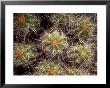 Close-Up Cactus, Joshua Tree National Park, California, Usa by Janell Davidson Limited Edition Print