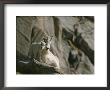 Rocky Mountain Goat And Her Kid On A Rock Ledge by Tom Murphy Limited Edition Print