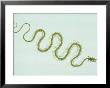 Snake Skeleton, Probably Nerodia Or Thamnophis Species by David M. Dennis Limited Edition Print