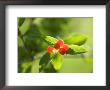 Berries In Wisconsin by Joel Sartore Limited Edition Print