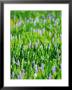 Pickerelweed, Florida, Usa by Stan Osolinski Limited Edition Print