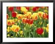 Tulipa Beauty Of Apledoorn (Darwin Hybrid Tulip) by Rex Butcher Limited Edition Pricing Art Print