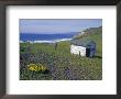 Old Powerhouse Cabin And Coastline Near Point Conception, California by Rich Reid Limited Edition Print