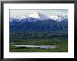 Bull Moose, Feeding In A Pond Below The Alaska Range by Rich Reid Limited Edition Print