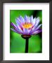 Water Lily, Tahiti, The Society Islands, French Polynesia by Paul Kennedy Limited Edition Pricing Art Print