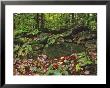 Autumn Colors And Boulders In The Green Mountains, Vermont, Usa by Dennis Flaherty Limited Edition Print