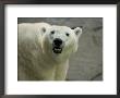 Polar Bear Looks Up At Its Observers At The Henry Doorly Zoo, Nebraska by Joel Sartore Limited Edition Print