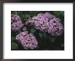 Close View Of Flowering Mountain Laurel by Darlyne A. Murawski Limited Edition Print