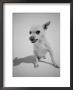 Chihuahua Dog Snarling by Peter Krogh Limited Edition Print
