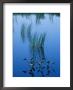 Pickerelweed, Glacial Tarn, Acadia National Park, Maine, Usa by Jerry & Marcy Monkman Limited Edition Print