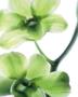 Orchid Marilyn I by Annemarie Peter-Jaumann Limited Edition Print
