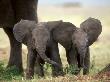 African Elephant Babies With Large Ears, Masai Mara, Kenya by Anup Shah Limited Edition Print