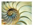 Close-Up Of Nautilus Shell Spirals by Ellen Kamp Limited Edition Pricing Art Print