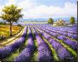 Lavender Rows by Sung Kim Limited Edition Print