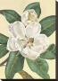 Afternoon Magnolia by Waltraud Fuchs Von Schwarzbek Limited Edition Pricing Art Print