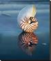 Tiger Nautilus by Ruth Burke Limited Edition Pricing Art Print