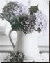 Hydrangea And White Pitcher by Dianne Poinski Limited Edition Print