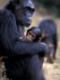 Female Chimpanzee Cradles Newborn Chimp, Gombe National Park, Tanzania by Kristin Mosher Limited Edition Print