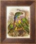 Tropical Birds I by Cassel Limited Edition Print