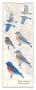 Western Bluebird by David Sibley Limited Edition Print