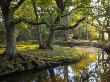 Forest River At Ober Water, New Forest National Park, Hampshire, England by Adam Burton Limited Edition Print