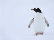 Gentoo Penguin On Antarctic Peninsula, Antarctica, December 2007 by Adam Burton Limited Edition Print