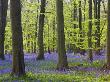 Bluebell Woodlands In Micheldever Wood, Hampshire, Uk by Adam Burton Limited Edition Print