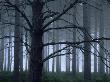 Misty Plantation On The New Forest, Hampshire, Uk by Adam Burton Limited Edition Print