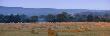 Early Morning Light And Mist On A Field Of Straw Bales Brockham, Surrey, England, United Kingdom by John Miller Limited Edition Print